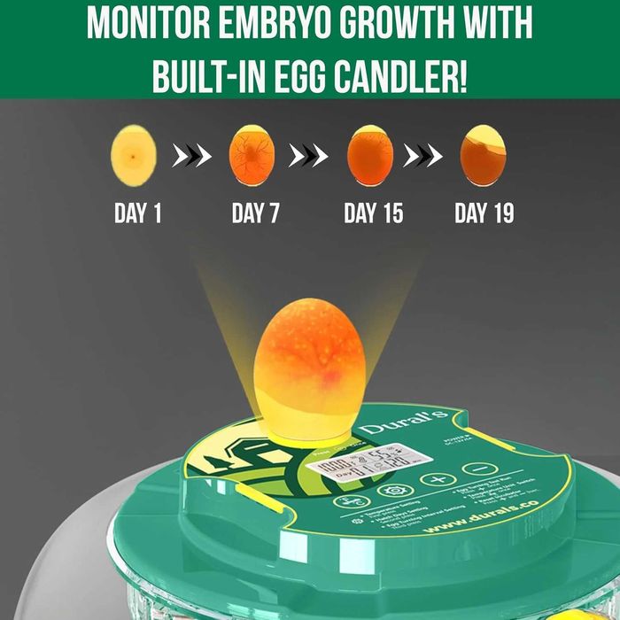 Incubator automat Dural DX5 pentru 18 oua cu control umiditate