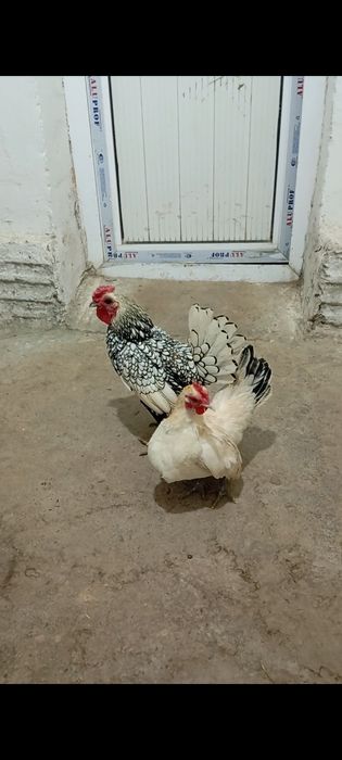 Сибрайт хуроз сотилади