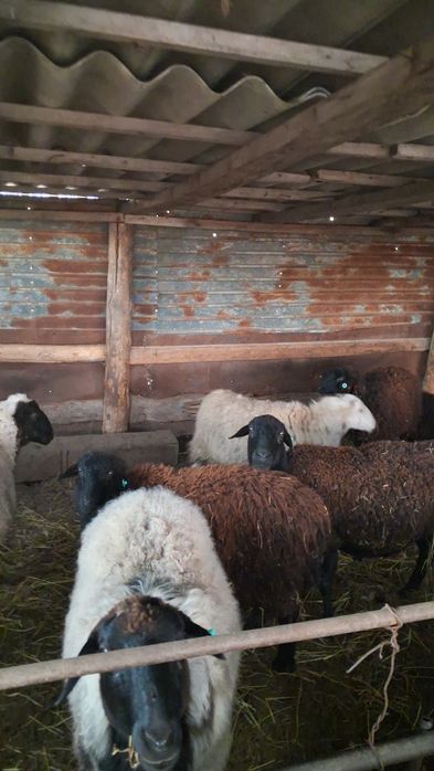 Продаем  баранов