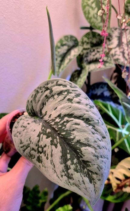 Сциндапсусы сортовые