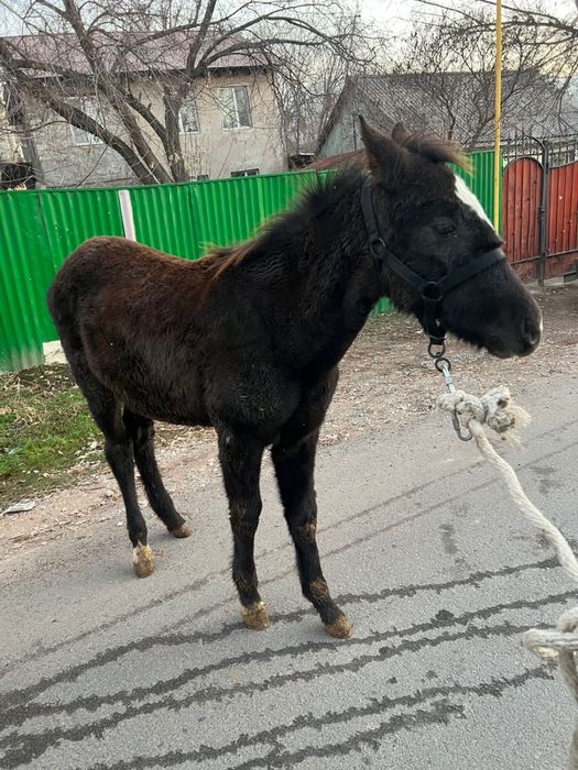 Тай лошадь жеребонок