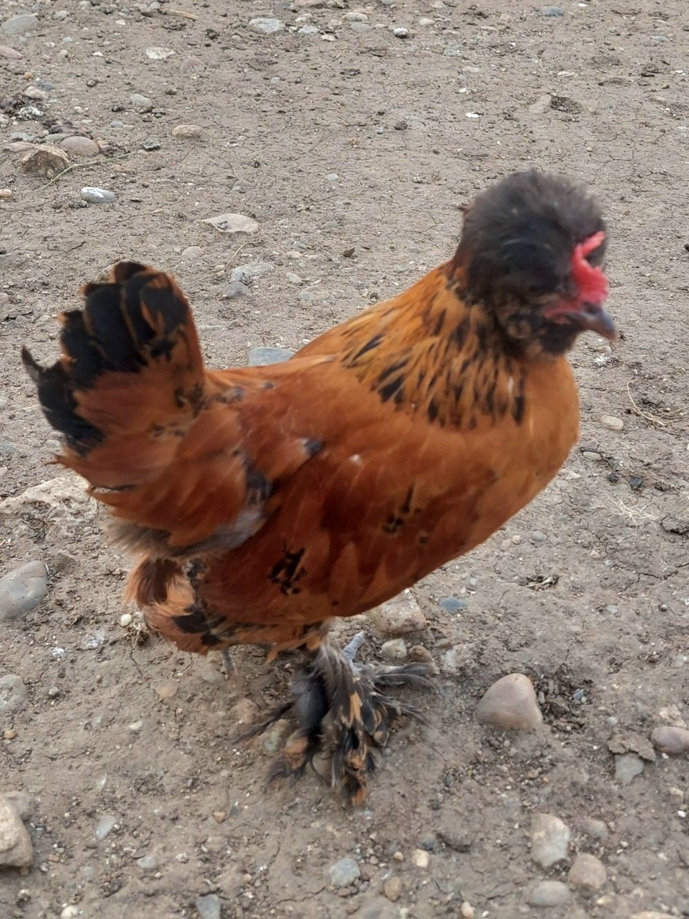 Pui pitici Struma Bantam