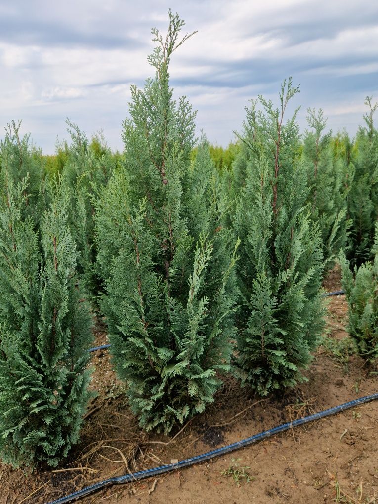 Tuia Columnaris- leylandi- chiparos albastru- juniperus