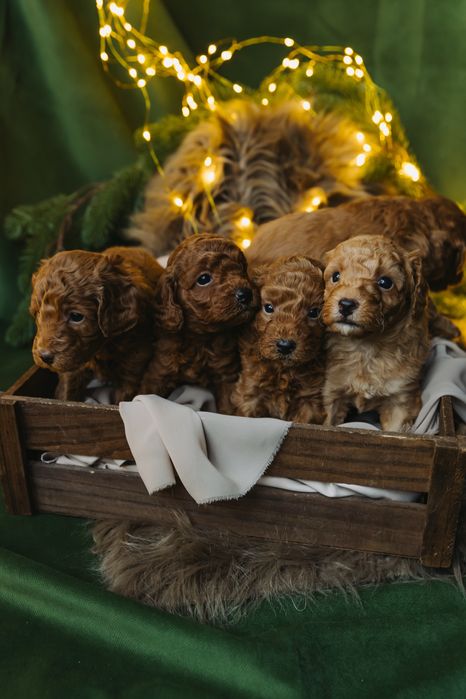 Мини пудели, родени на 07.10.