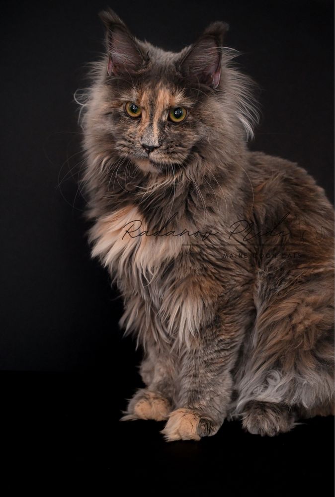 Мейн кун котенца / Мейн куун котенца / Maine coon kittens