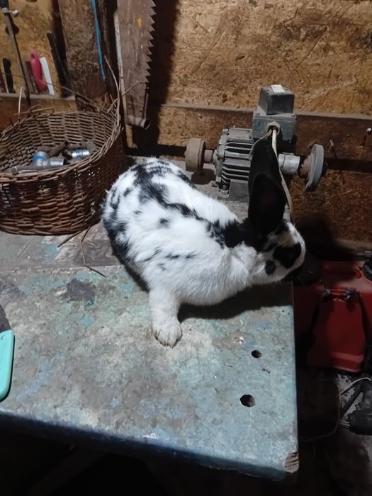 Iepuri diferite rase