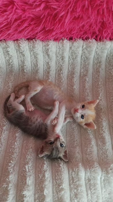 Котики и кошечки ждут любящих хозяев