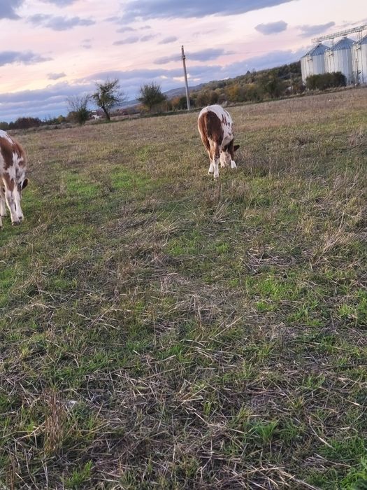 Vând vitei,vitele,juninci