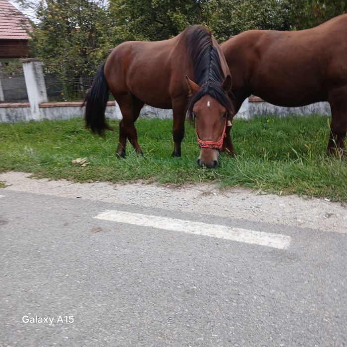 Vând mânz frumos și blând