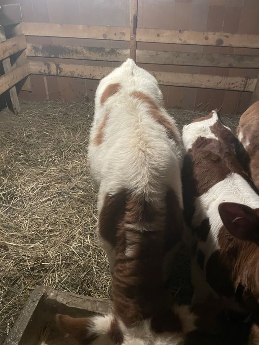 Vițel tăuraș bălțat