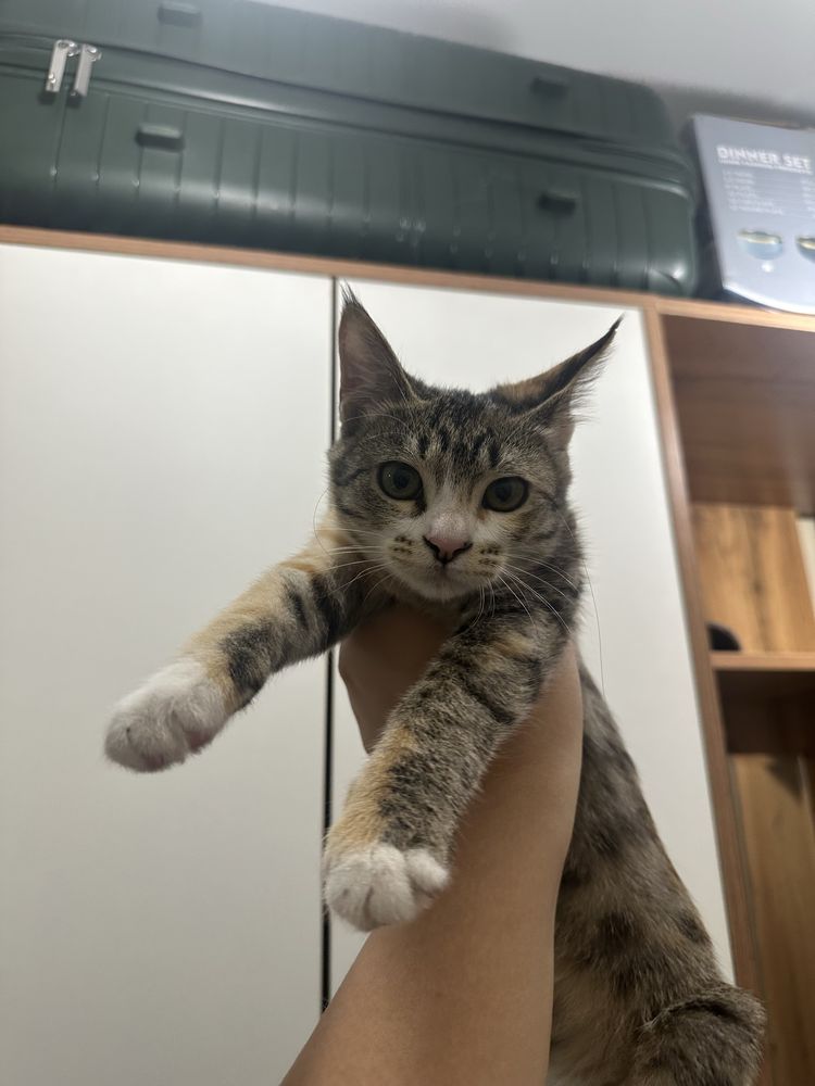 Котенок ищет дом