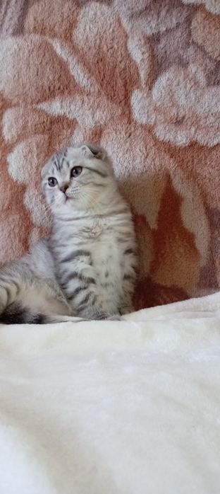 Продаётся котенок
