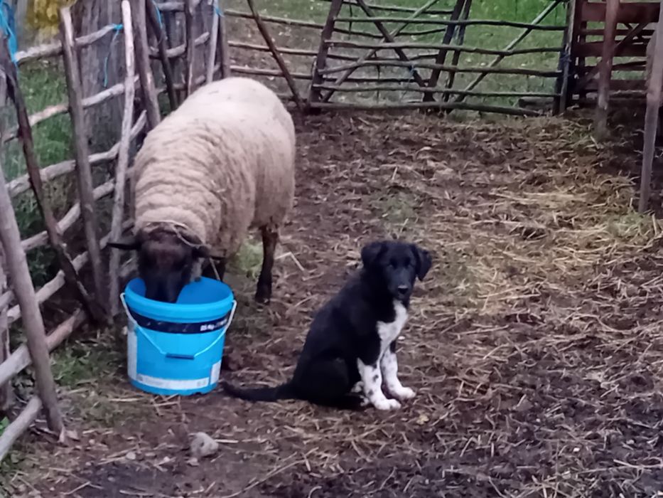 Vând berbec sulfock