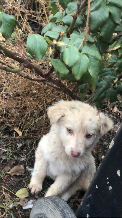 Suflet Neajutorat Caută O Casă Primitoare