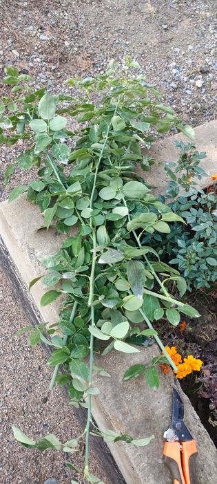 Черенки пионовидной розы