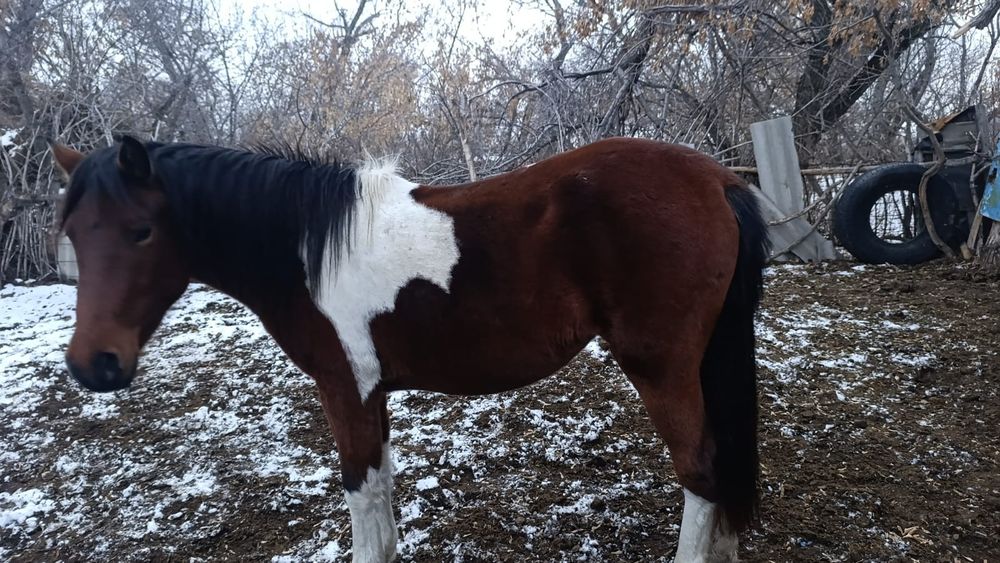 2 байтал сатылады или обмен
