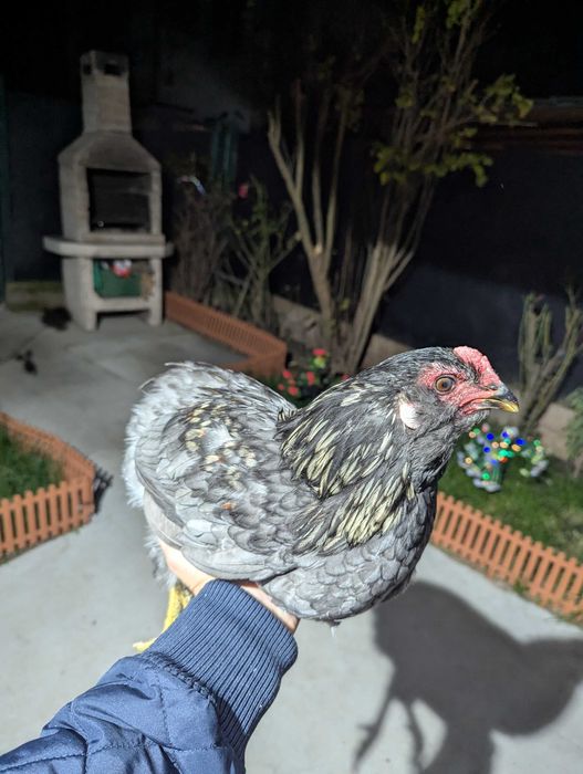 De vânzare cocos araucana