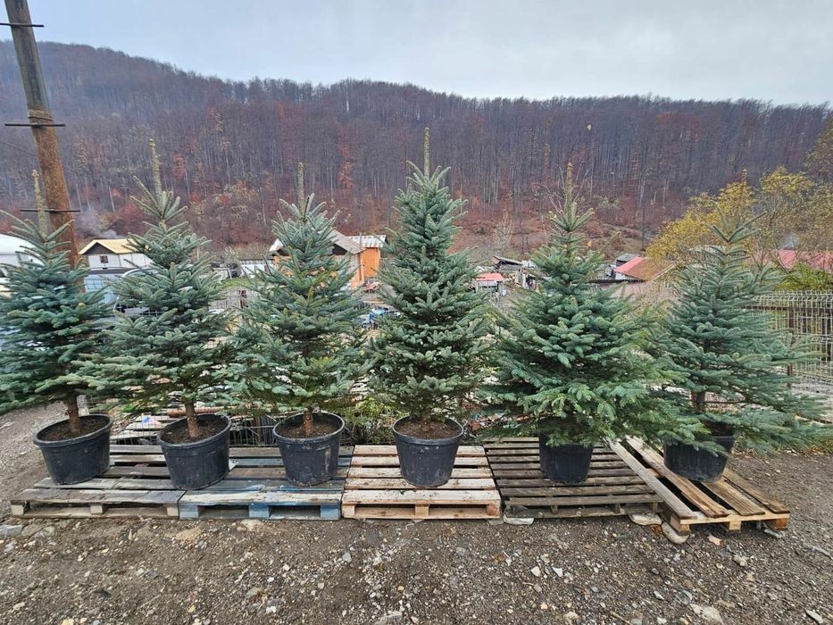 Molid argintiu/ brad