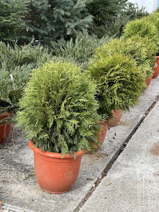 Plante din pepiniera, ienuperi, tuia pitica, brazi argintii, buxus glo