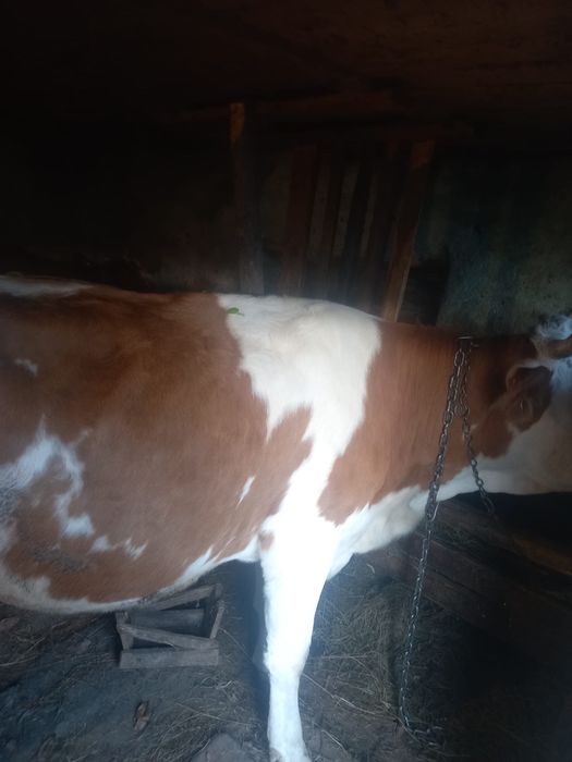 Vaca de vanzare gestanta in 5 luni,sevinde