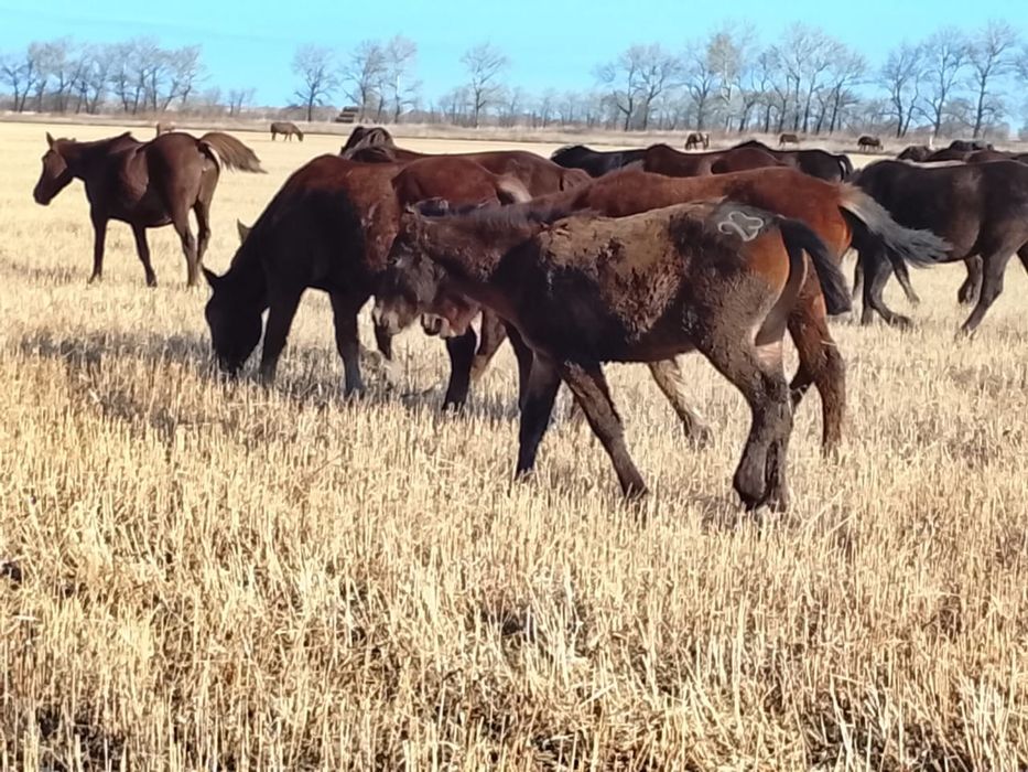 Продам кобылу с жеребенком