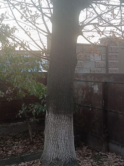 Дуб дерево продается