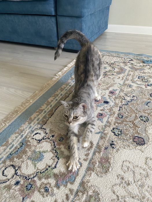 Отдам кошку , 1,5 лет