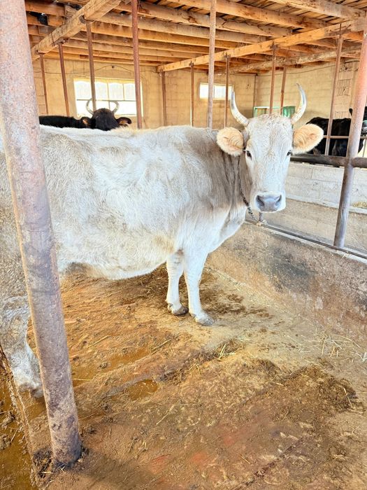 Продам коров стельных.