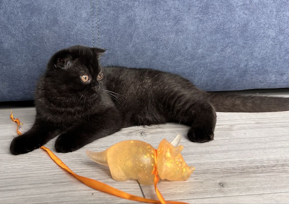 Pisoiaș de Elită, rasă pură Scottish Fold, cu Pedigree - poze reale