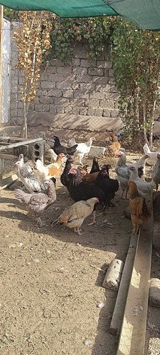 Хонаки товуклар ва хорозлар