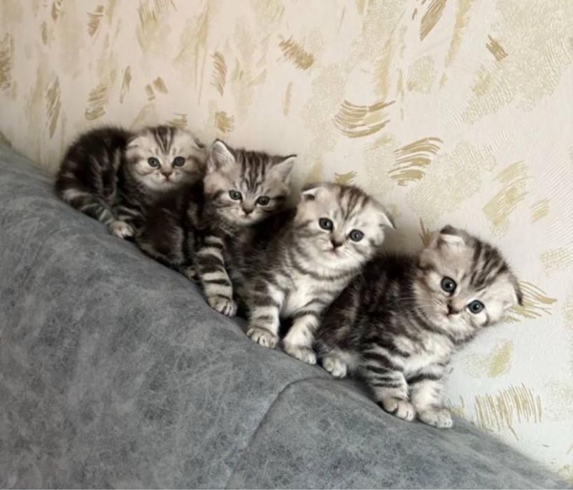 Котята Продажа Малыши