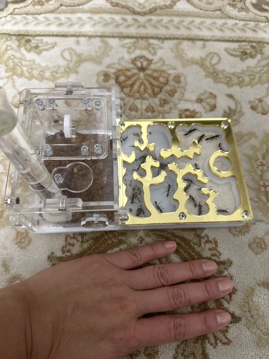 Продам муравьёв венаторов 1/24