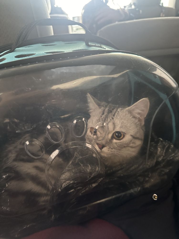 шотландский прямоухий кот