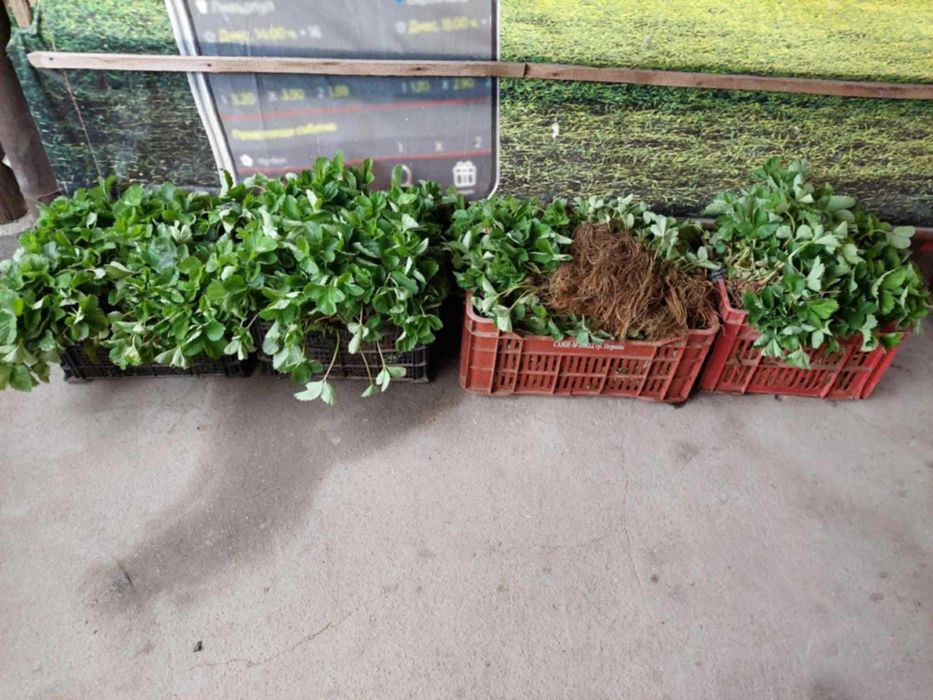 Разсад малини ягоди