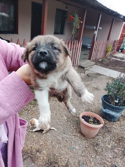 Donez câini foarte frumoși