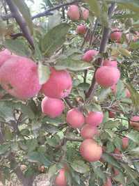 Продам сад яблоневый