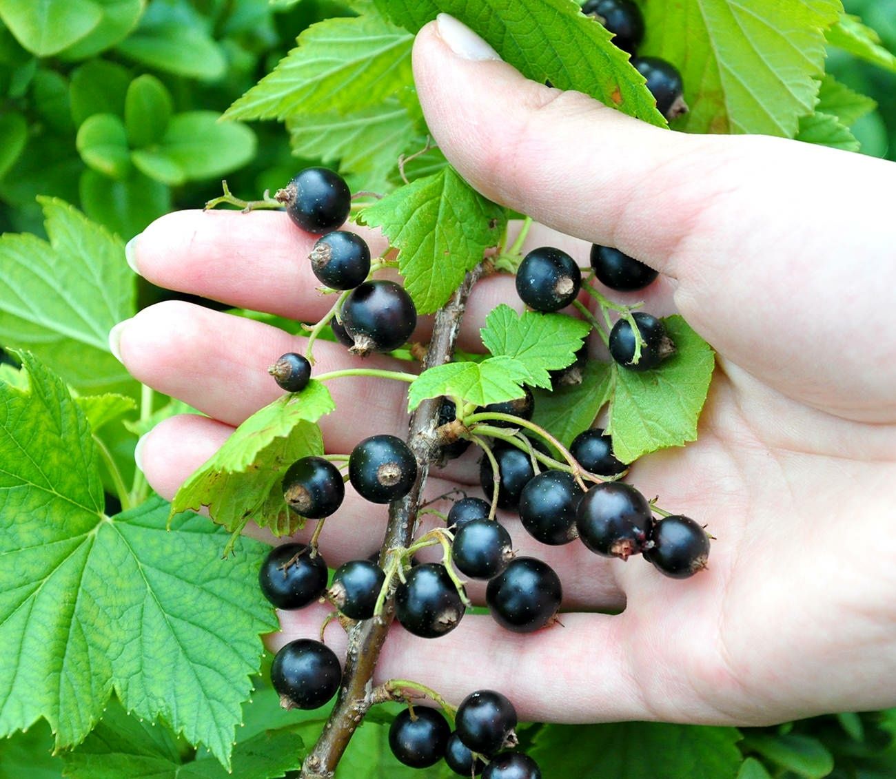 Arbusti Fructiferi (Coacaz Negru )