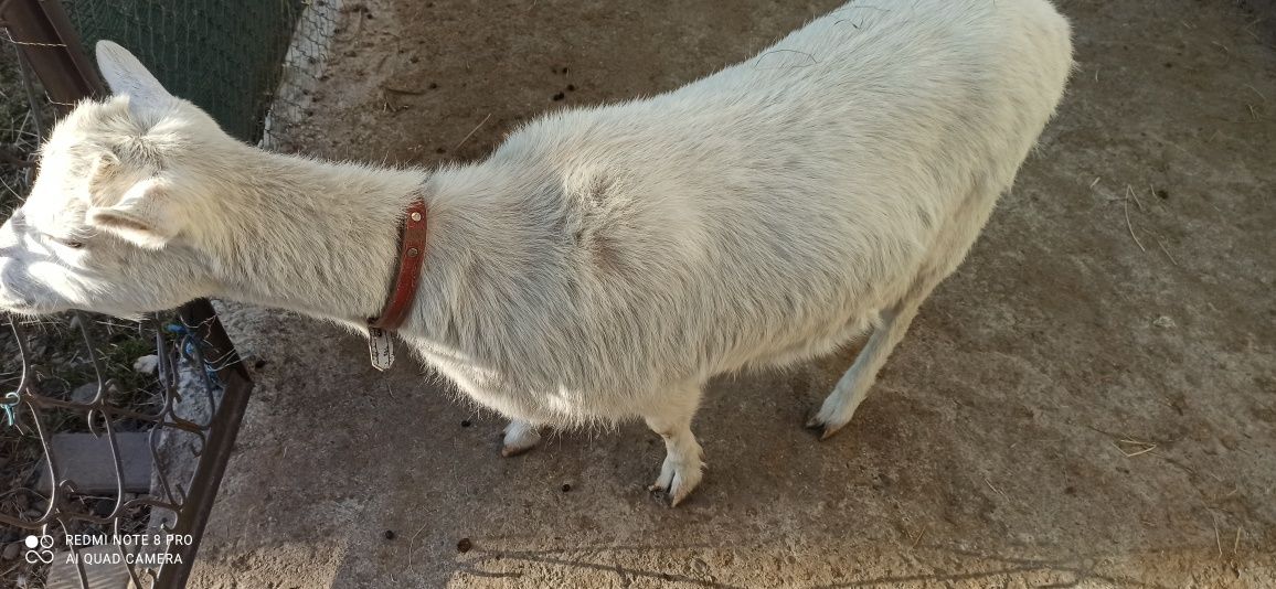 Vând capre gestante o alpină franceză și o sannen