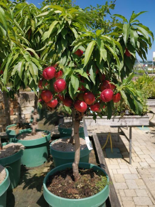 Pomi Fructiferi la Ghiveci (Nectarin )