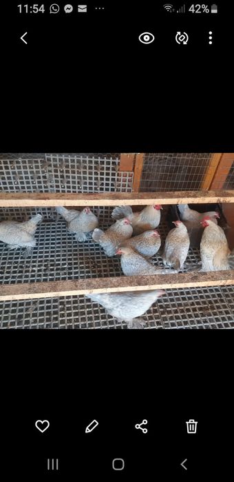 Familie mii de flori,isabell