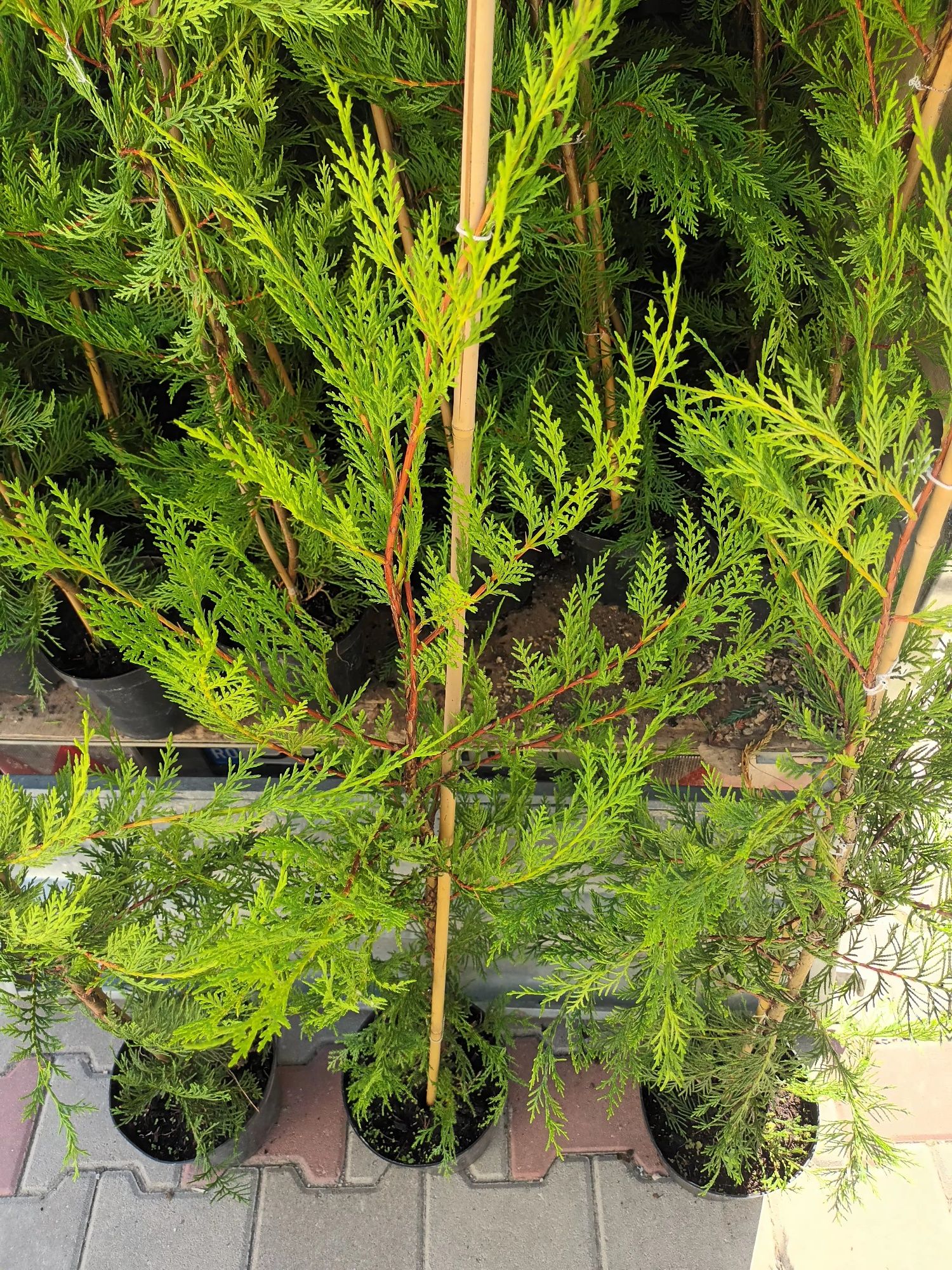 Chiparos Leylandii la ghiveci 3l , 100/120cm