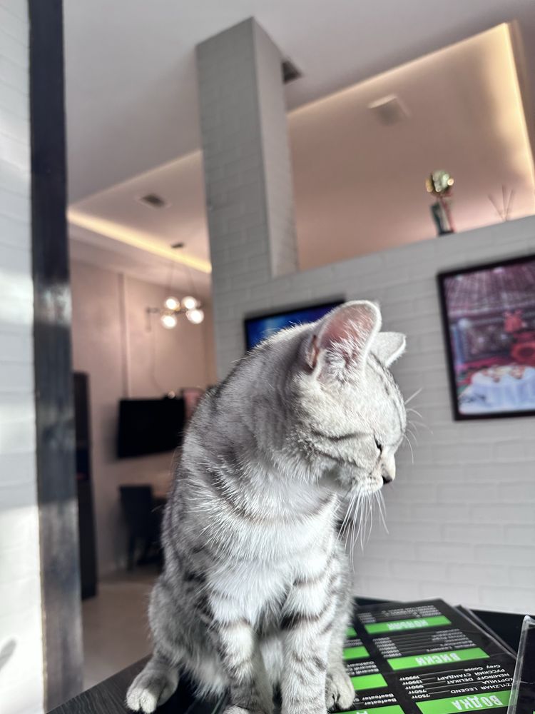 Котенек девченка