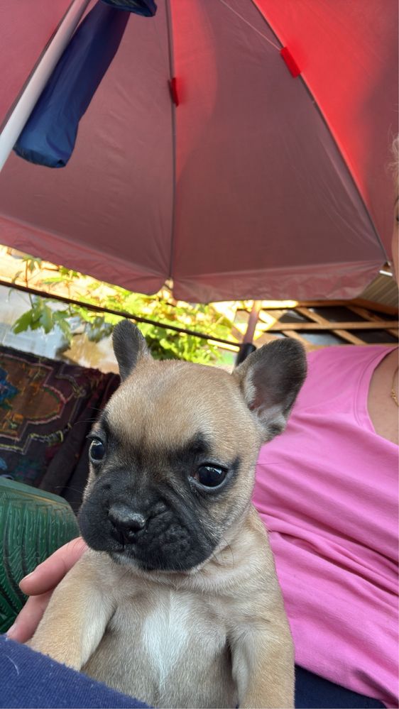 Buldog francez pui