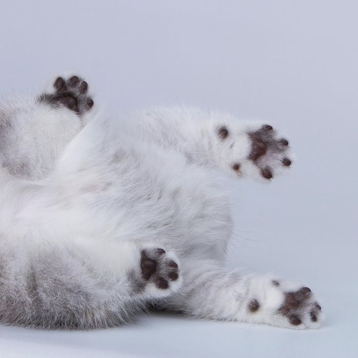 Манчкин(короткий лапа) Серебристи Шиншилла