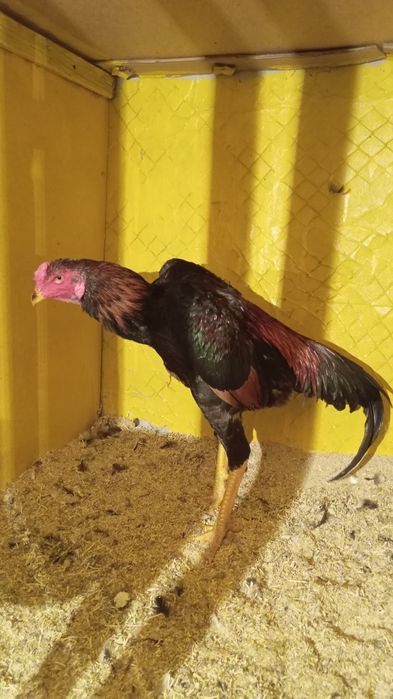 Даканы қораз сатлады