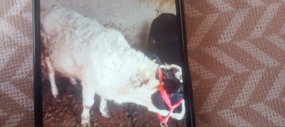 Соғым сыйыр келіп көріңдер