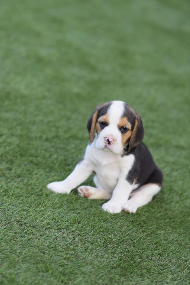 Beagle tricolor mascul
