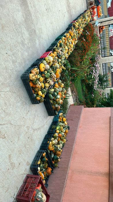 Dovleci decorativi, tărtăcuțe