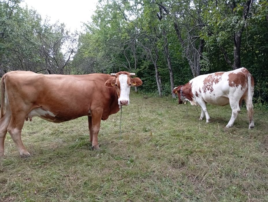 Vaca de vânzare de 6  ani