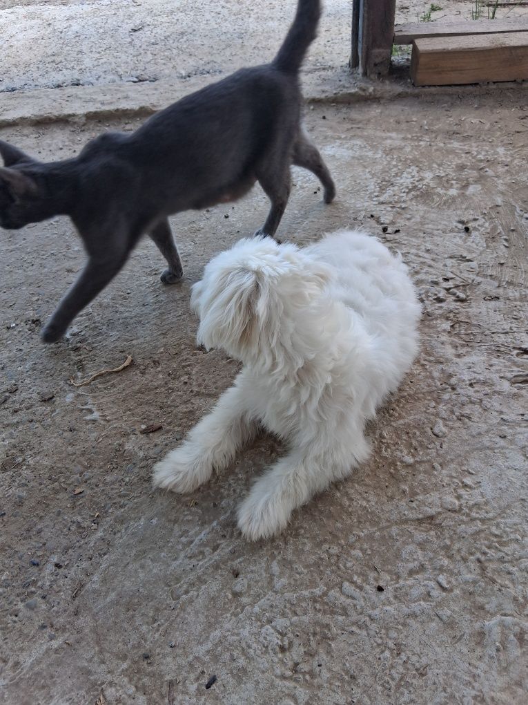 Bichon  fetiță, talie mică, 6 luni